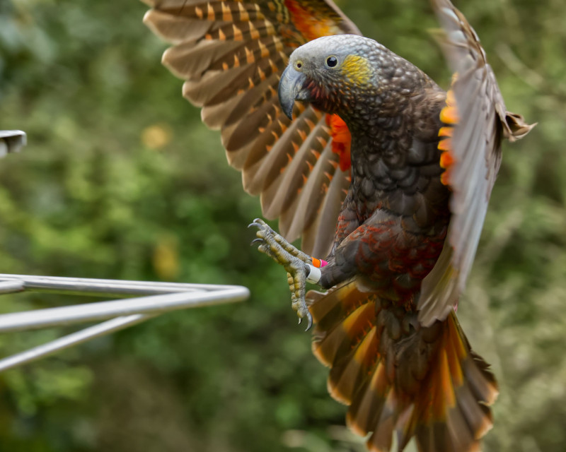 Orokonui Ecosanctuary