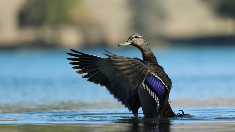 Walking on water